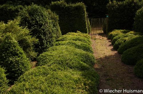 Buxus microphylla 'Rococo' 1