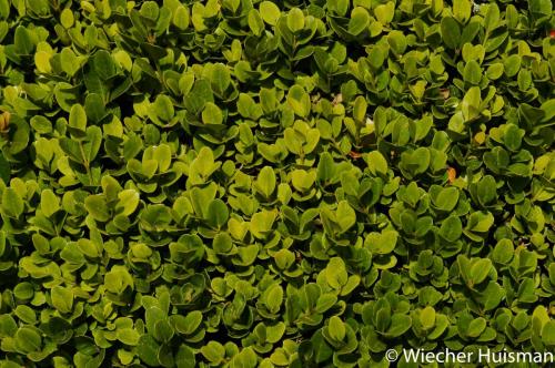 Buxus microphylla 'Sunnyside'