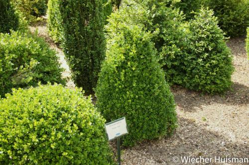 Buxus microphylla 'Winter Gem'