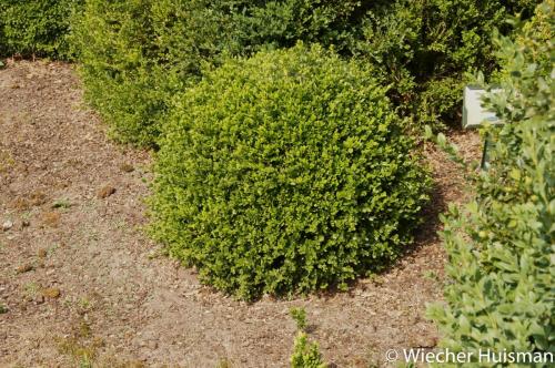 Buxus microphylla 'var coreana