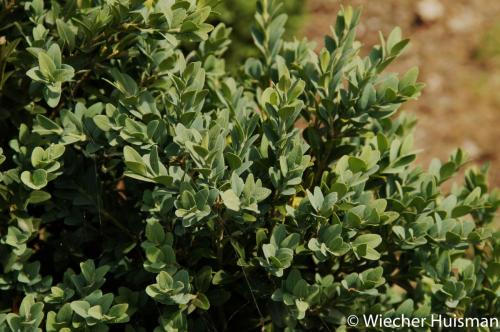 Buxus sempervirens 'Boechout'