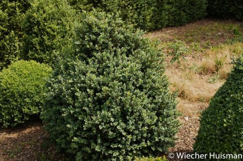 Buxus sempervirens 'Boechout' 1