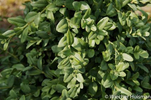 Buxus sempervirens 'Broman'