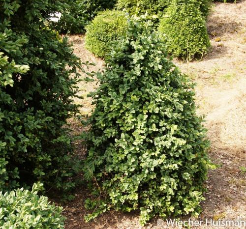 Buxus sempervirens 'Broman' 1