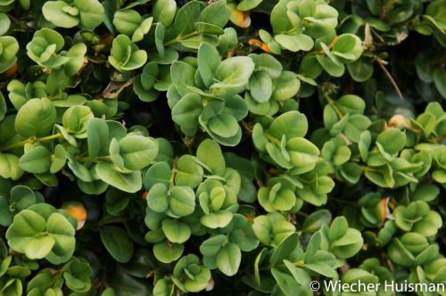 Buxus sempervirens 'Bullata'