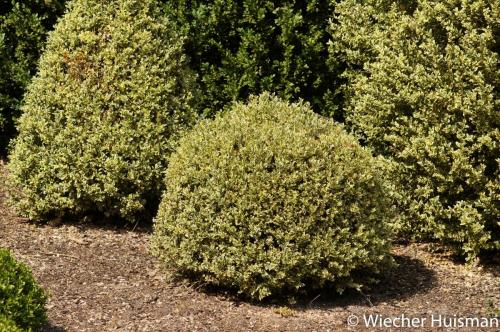 Buxus sempervirens 'Elegantissima'