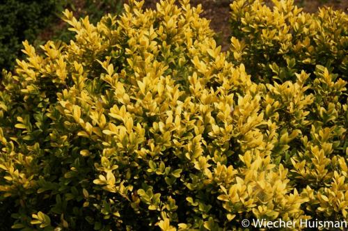 Buxus sempervirens 'King Midas'