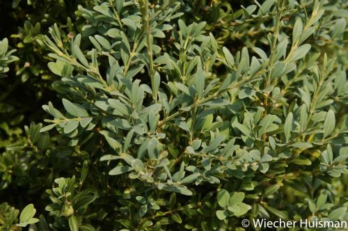 Buxus sempervirens 'Ornament'