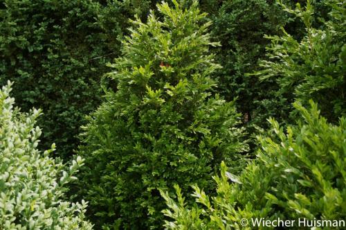 Buxus sempervirens 'Planifolia'