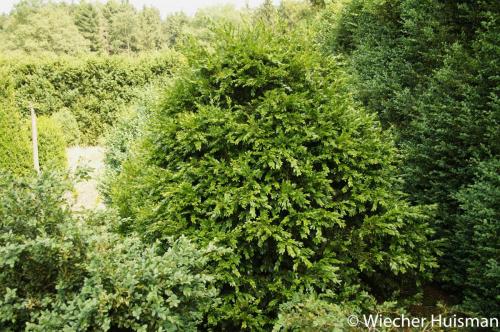 Buxus sempervirens 'Planifolia' 1