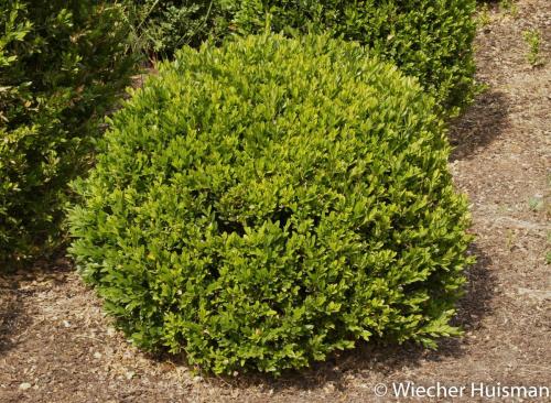 Buxus sempervirens 'Planifolia' 2