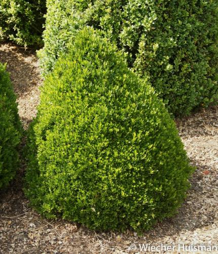 Buxus sinica var insularis 'Justin Brouwer'