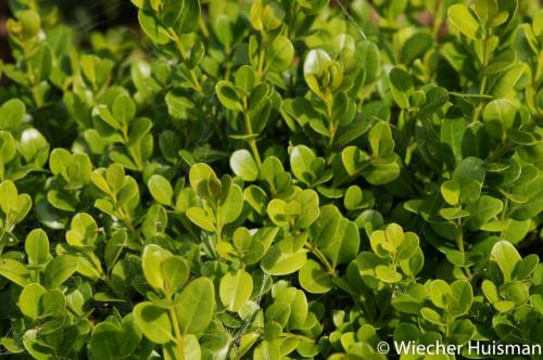 Buxus sinica var insularis 'Winter Green'