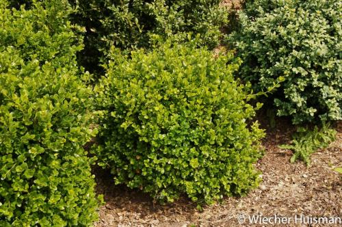 Buxus sinica var insularis 'Winter Green' 1
