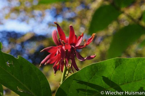 Calycanthus occidentalis Westonbirt