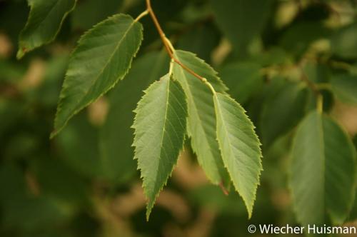 Carpinus cordata var chinensis Kew