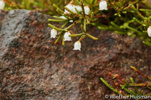 Cassiope hybr. Invererwe 1
