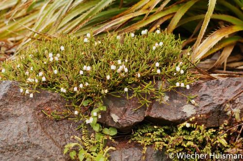 Cassiope hybr. Inverewe