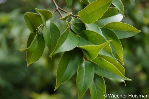 Castanopsis cuspidata var. sieboldii Hillier