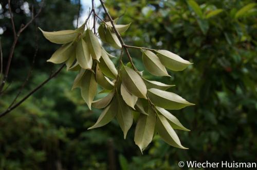 Castanopsis cuspidata var. sieboldii Hillier 1