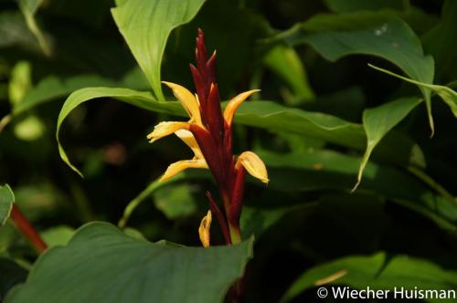Cautleya spicata 'Robusta' Hillier