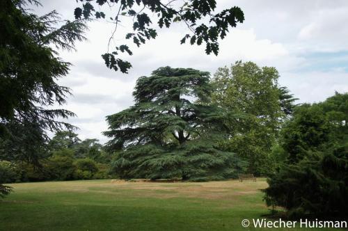 Cedrus libanii Kew