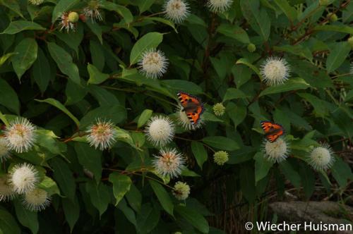Cephalanthus occidentalis Gasselte