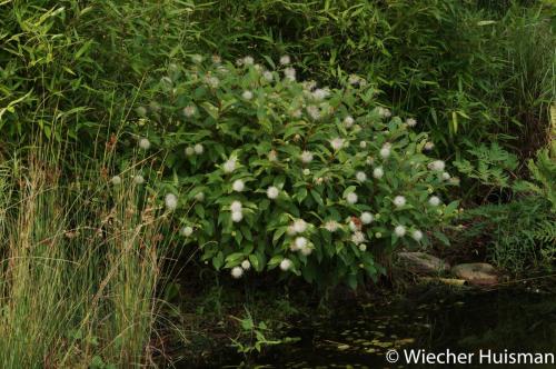 Cephalanthus occidentalis Gasselte 1