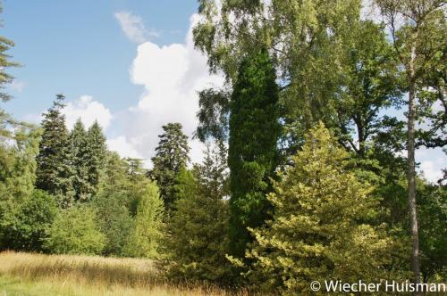 Chamaecyparis lawsoinana 'Kilmacurragh' Silkwood