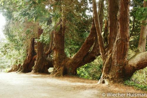 Chamaecyparis lawsoniana