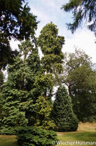 Chamaecyparis lawsoniana 'Gracilis Aurea' Kew