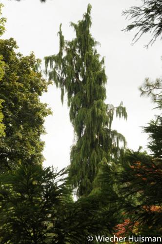 Chamaecyparis lawsoniana Silkwood