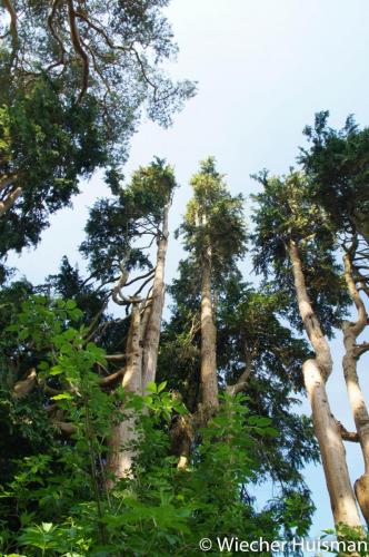 Chamaecyparis pisifera