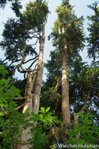 Chamaecyparis pisifera 1