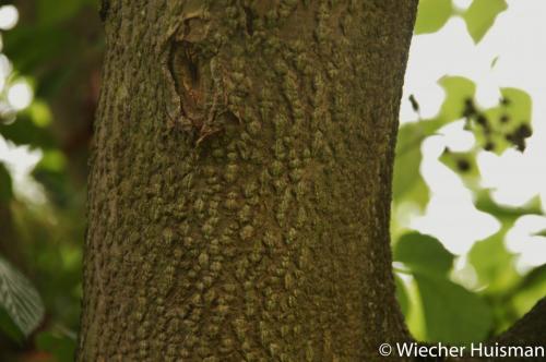 Cladrastis platycarpa Kew