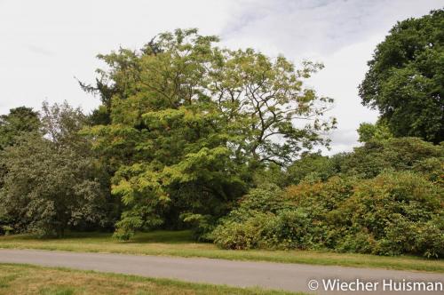 Cladrastis platycarpa Kew 1