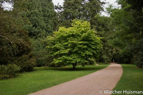 Cladrastis sinensis Silkwood