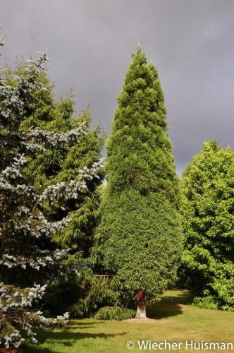 Cryptomeria japonica 'Compressa'