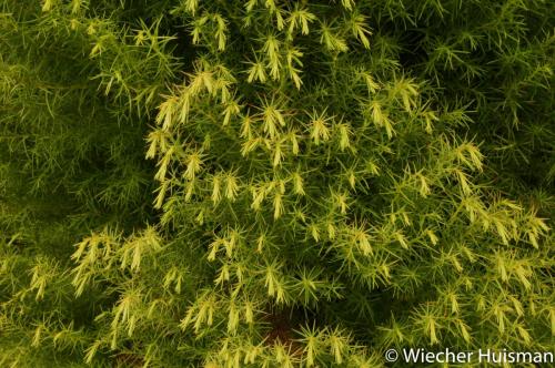 Cryptomeria japonica 'Globosa'