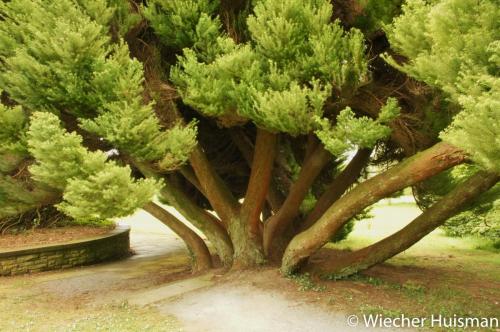Cryptomeria japonica 'Globosa' 1