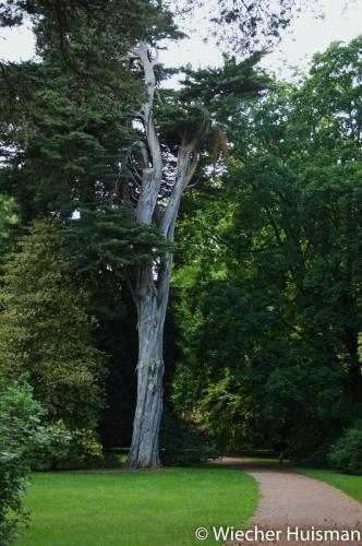 Cupressus macrocarpa Westonbirt