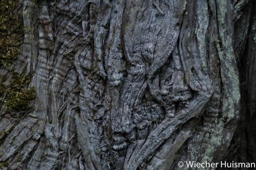 Cupressus macrocarpa Westonbirt 1