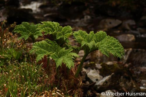Gunnera manicata Crarae - Wiecher Huisman