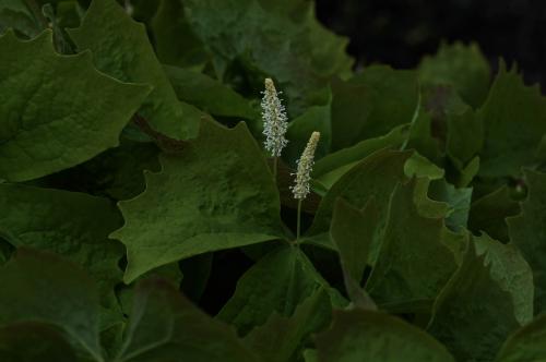 Achlys triphylla - Wiecher Huisman