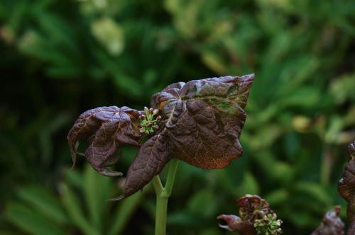Diphylleia cymosa - Wiecher Huisman