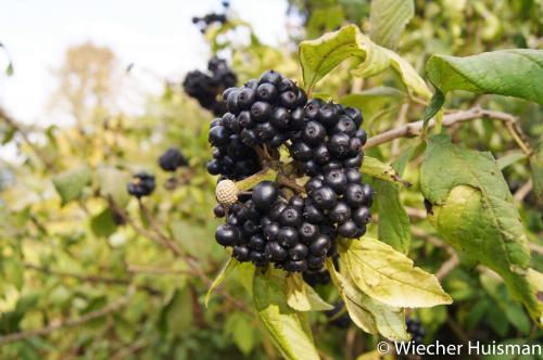 Eleuthrerococcus simonii