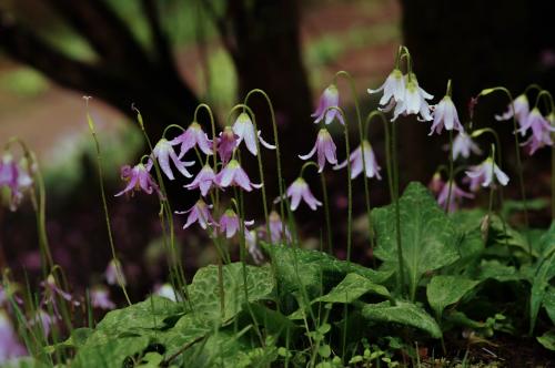 Erythronium dens canis - Wiecher Huisman