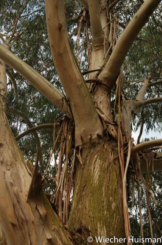 Eucalyptus chapmaniana Kew