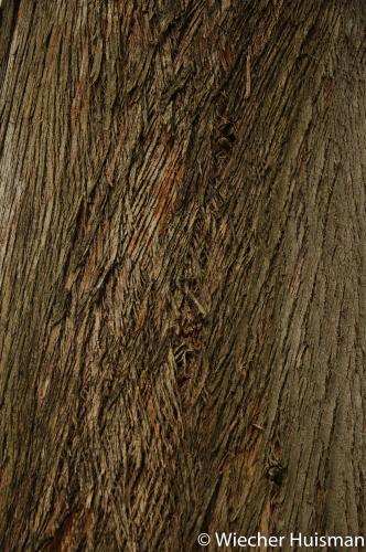 Eucalyptus chapmaniana Kew