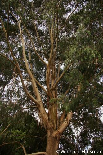 Eucalyptus viminalis Kew